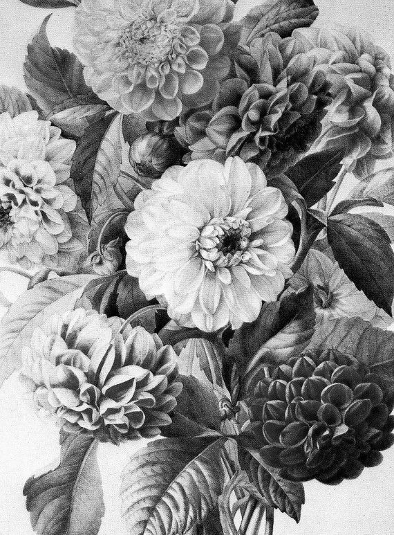 9ffb861a94822b919c9666ecde27d19f-vintage-botanical-illustration-botanical-drawings